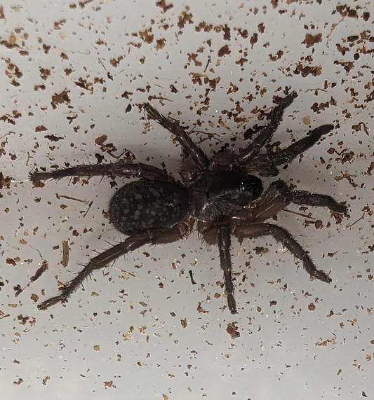 Brushfooted Trapdoor (Mandjelia commoni)