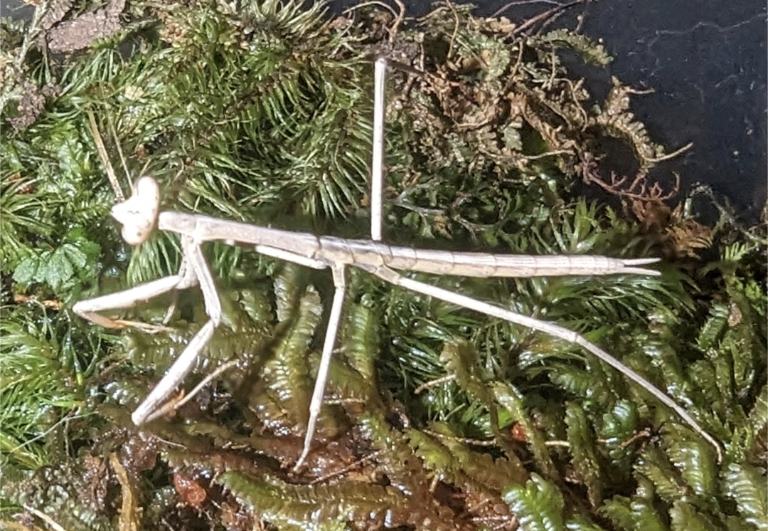 Stick Mantis (Archimantis latistyla) nymphs