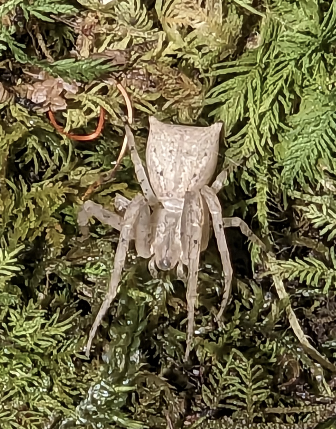 Square-ended Crab Spider (Sidymella sp.)