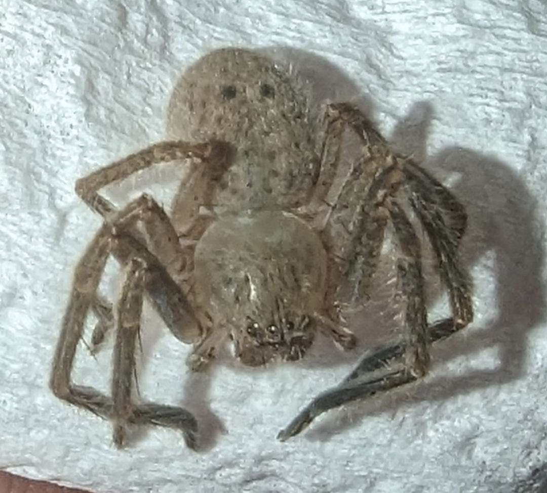 Badge Huntsman Spider (Neosparassus sp.)