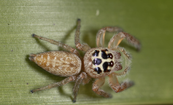 Cyclops Jumping Spider (Opisthoncus polyphemus)