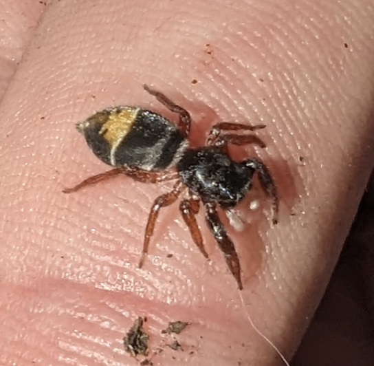 Jovial jumping spider (Apricia jovialis)