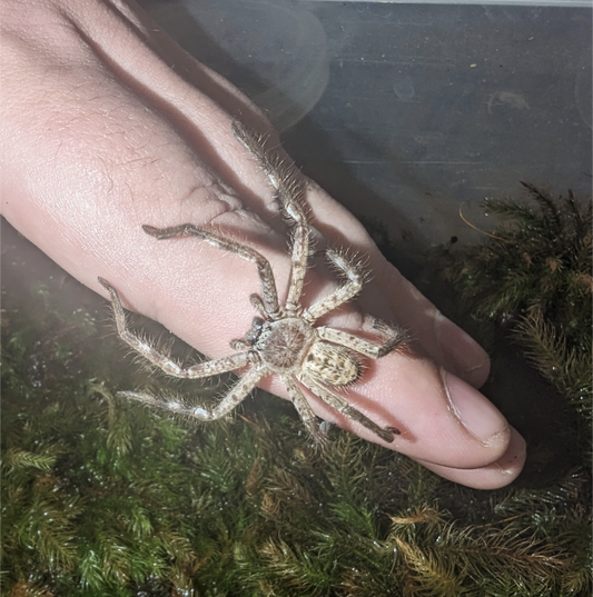 Banded Huntsman (Holconia immanis)