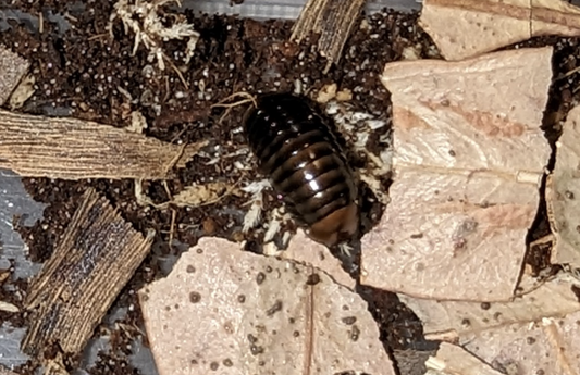 Bronze Pill Millipedes (Cyliosoma sp.)