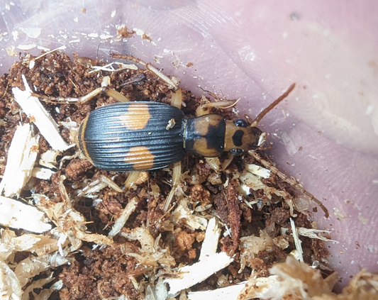 Bombardier Beetle (Pheropsophus verticalis)