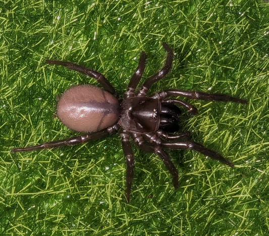 Southern Tree-dwelling Funnel-web Spider (Hadronyche cerberea)
