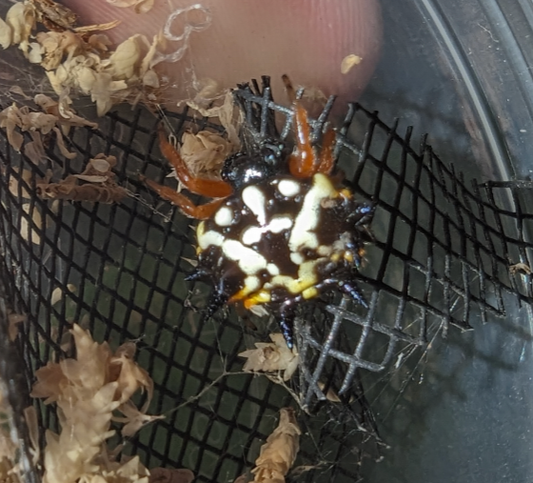 Christmas Jewel Spider (Austracantha minax)