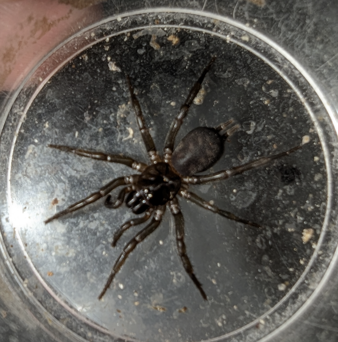 Slender Funnelwebs (Bymainiella terraereginae)