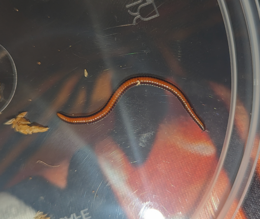 Small Worm-like Millipedes (Siphonotidae)