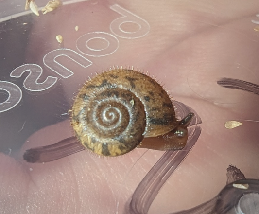 Hairy Snails (Austrochloritis iluka)