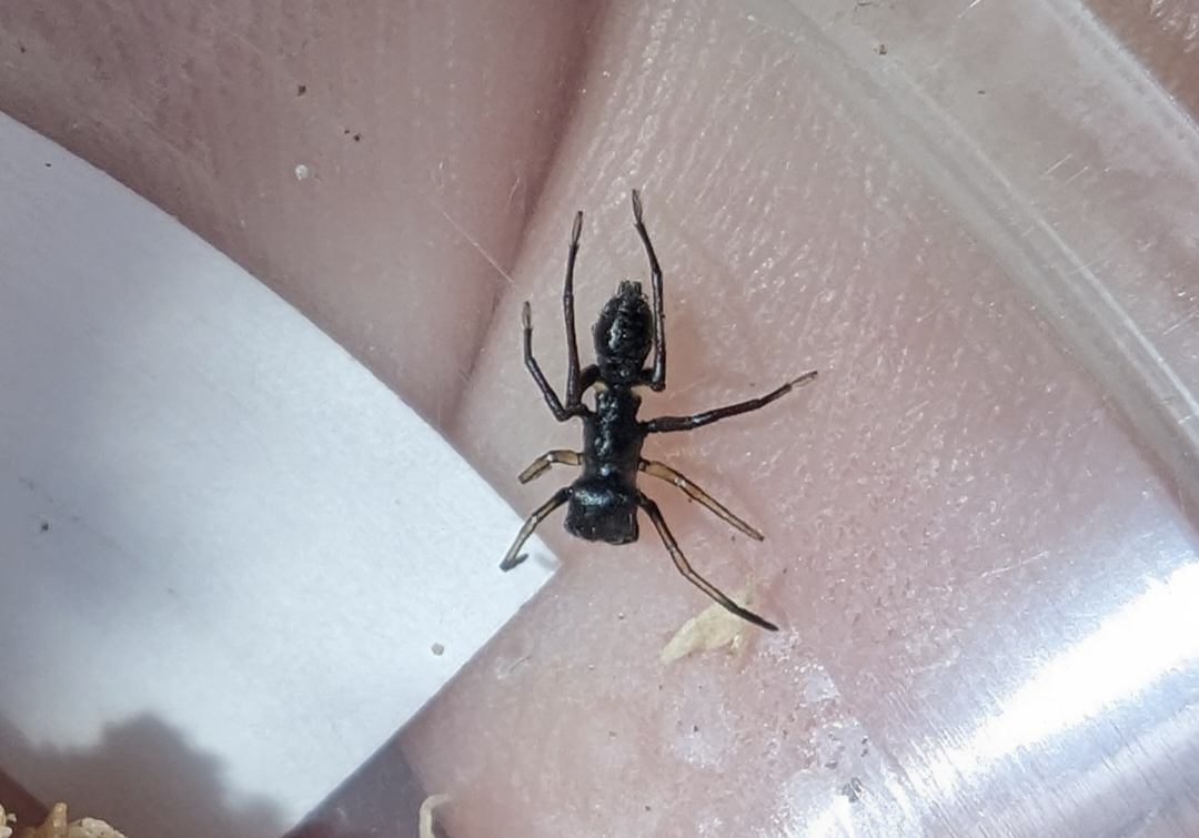 Ant-Mimicking Jumping Spider (Myrmarachne sp)