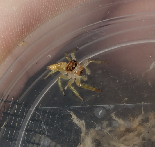 Long-legged Jumping Spider (Opisthoncus sp.)