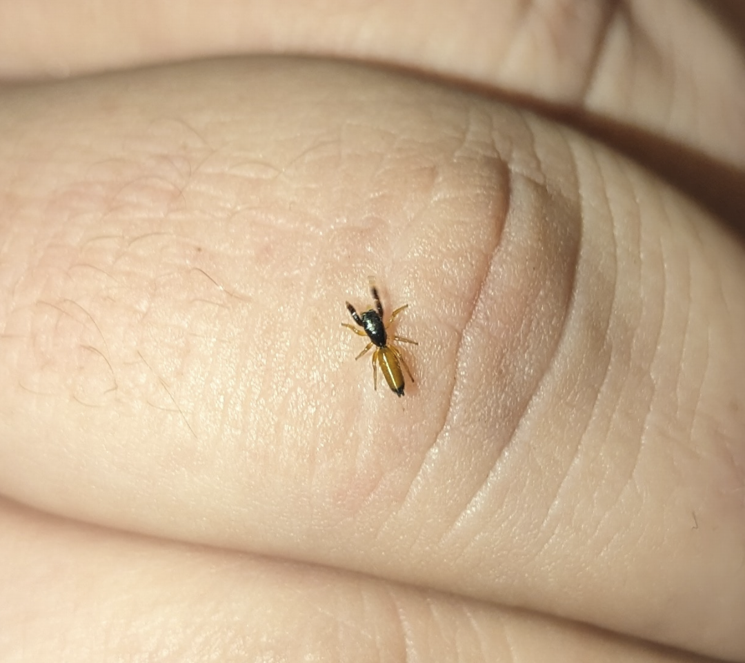 Judy and Alan's Yellow Ant-mimicking Jumping Spider (Judalana lutea)