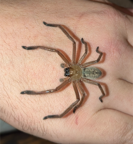 Social Huntsman (Delena cancerides)