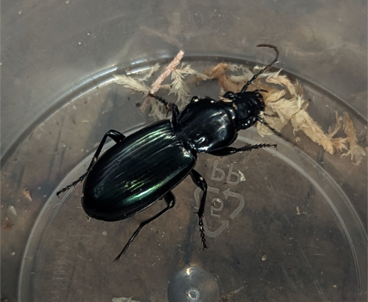 Shiny Green Carabid (CF Notonomus sp.)