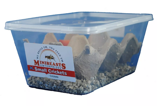 Minibeasts Crickets (Extra-Small)