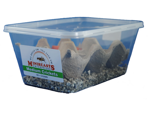 Minibeasts Crickets (Medium)