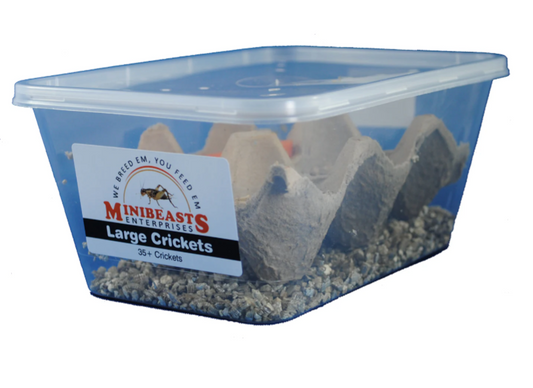 Minibeasts Crickets (Large)