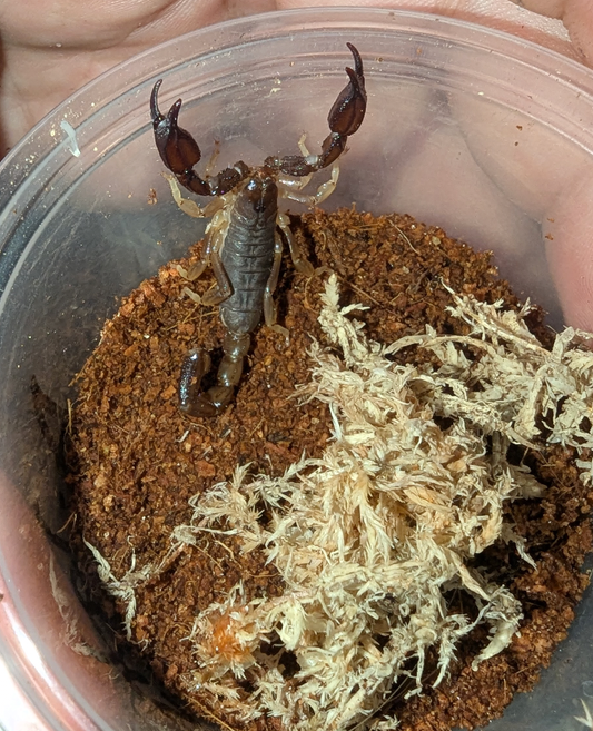 Black Rock Scorpion (Urodacus Manicatus)