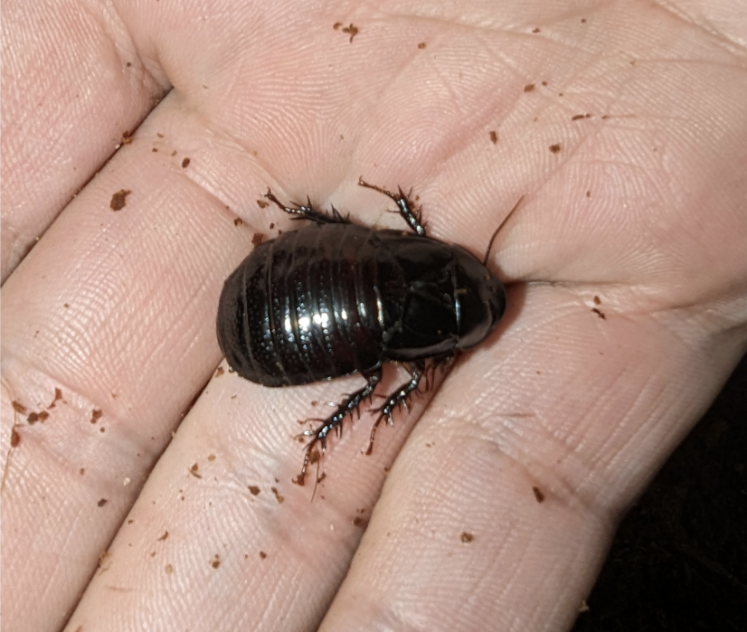 Burrowing Woodroaches (Panesthia Cribrata)