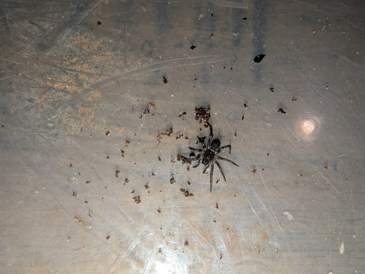 Slender Funnelwebs (Bymainiella terraereginae)