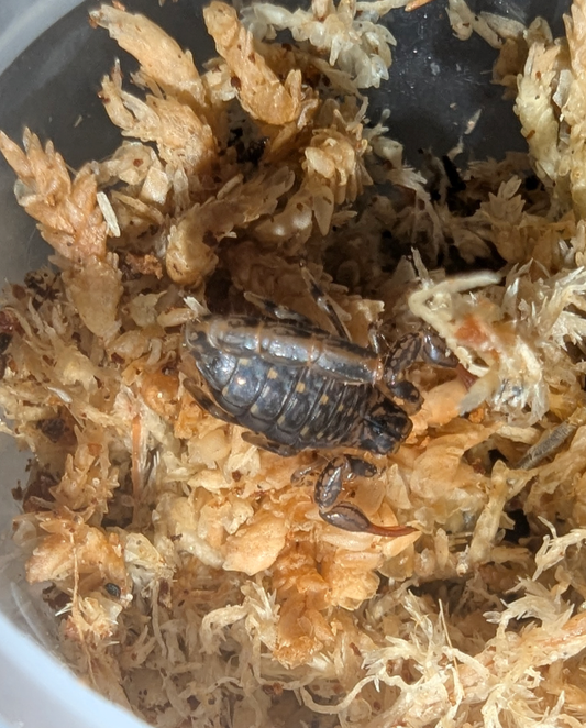 Wood Scorpions (Cercophonius squama)