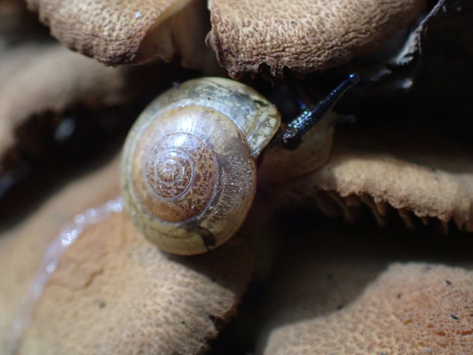 Dorrigo Glass Snails (Nitor subrugatus)