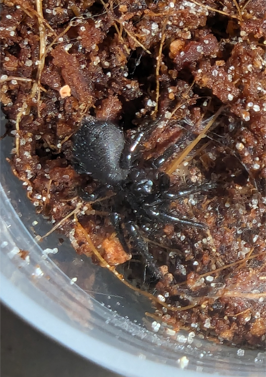 Port Macquarie Funnelwebs (Hadronyche macquariensis)