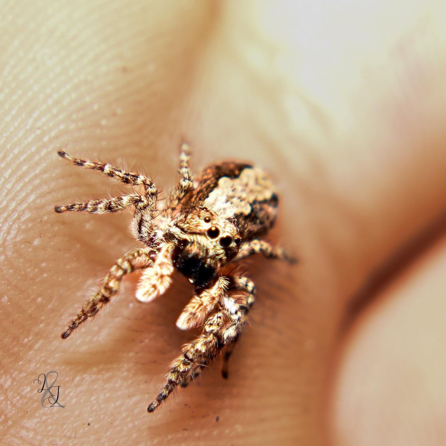 Angry-Faced Jumping Spider (Clynotis Severus)