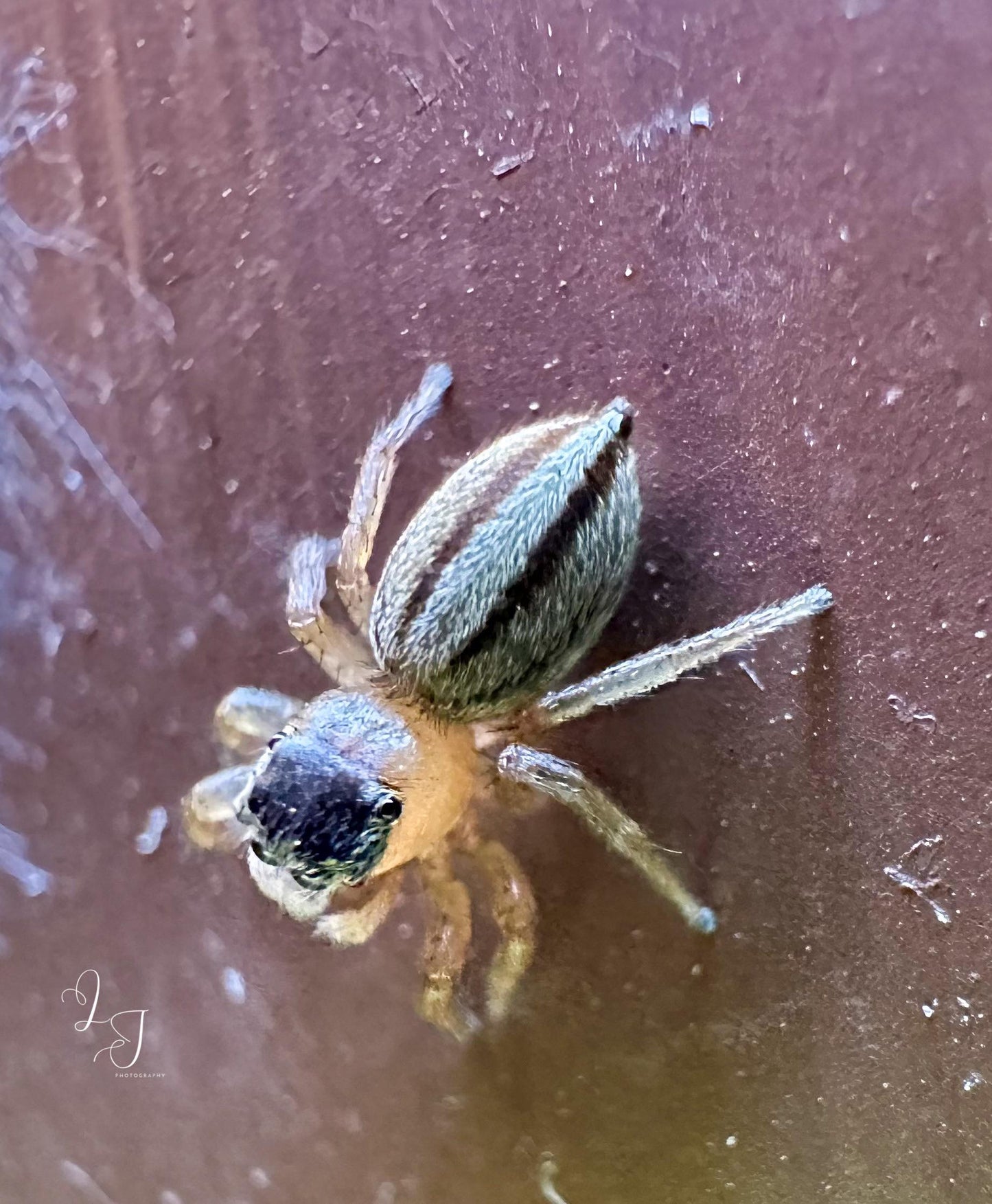 White Garland House Hopper (Maratus Scutulatus)