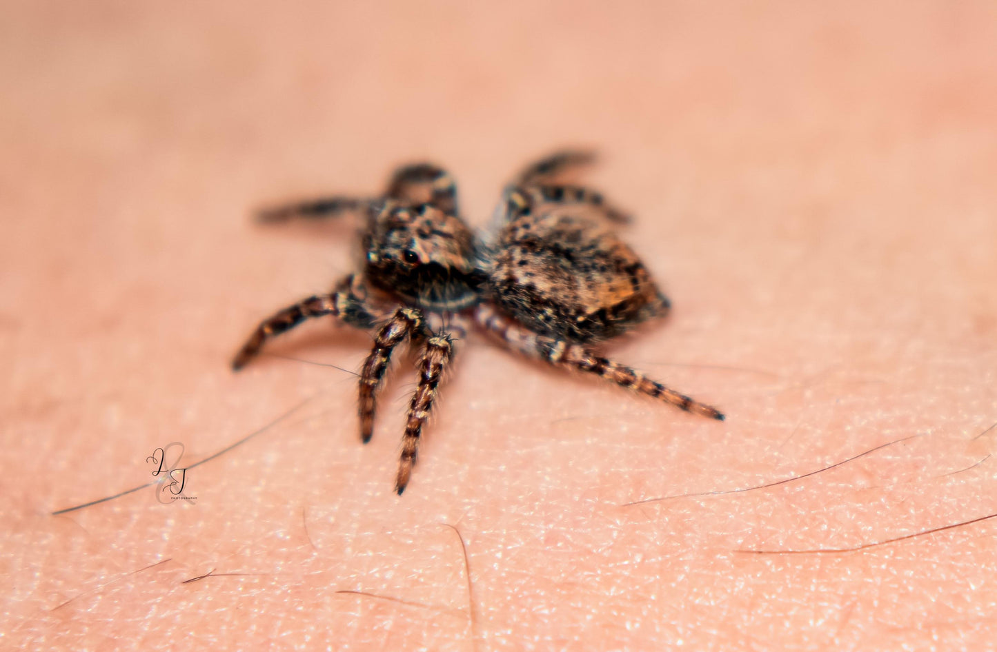 Giant Bark Jumping Spider (Servaea incana)