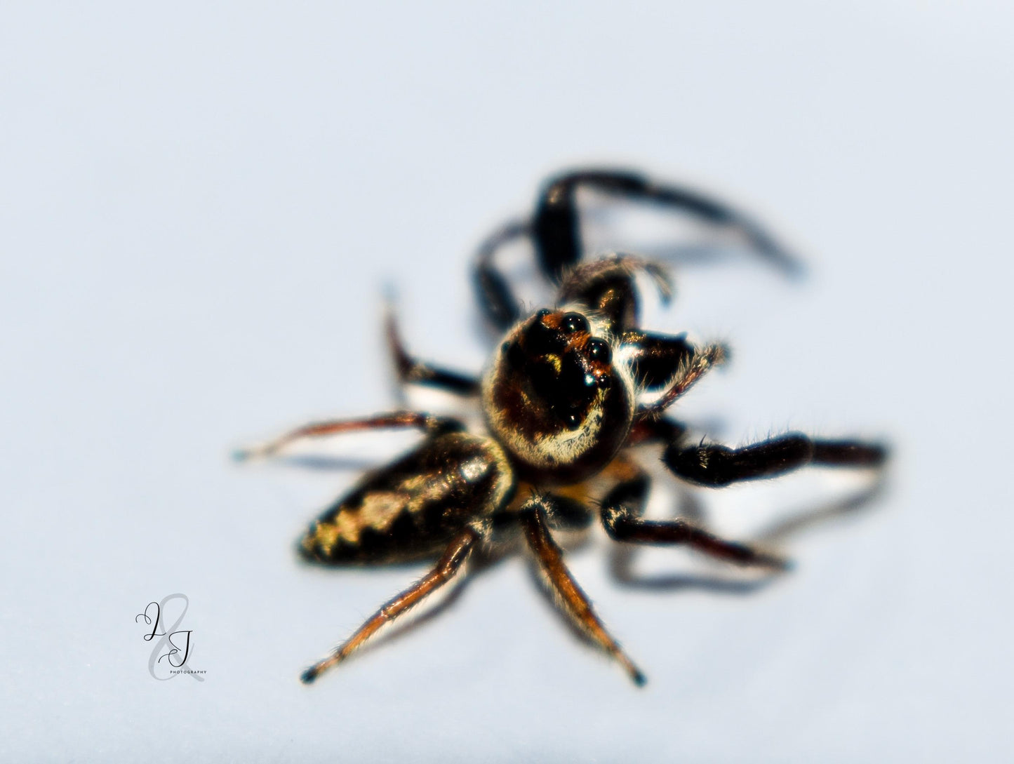 Dark Jumping Spider (Opisthoncus sp.)
