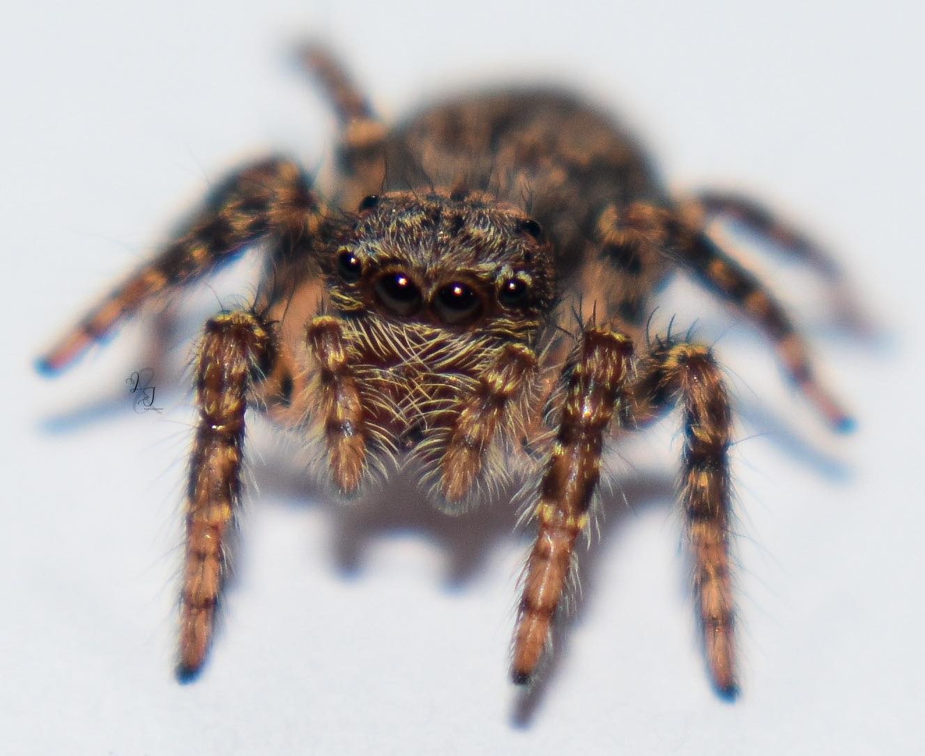 Giant Bark Jumping Spider (Servaea incana)