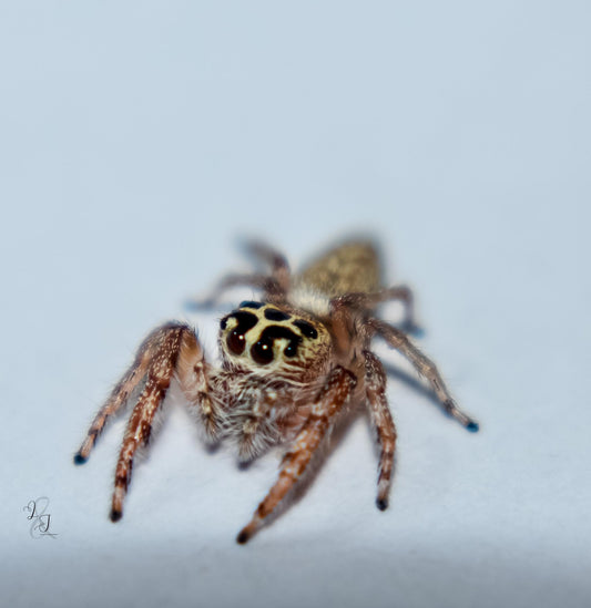 Garden Jumping Spider (Opisthoncus sp.)