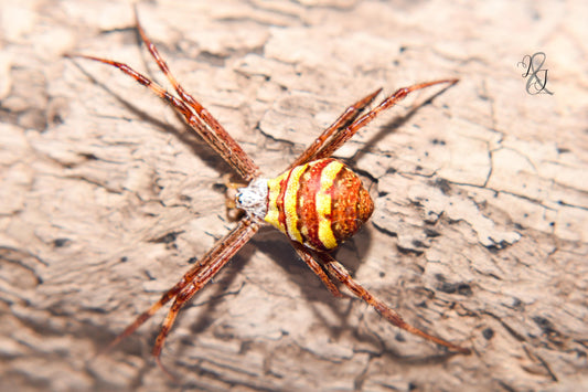 Tropical St. Andrew's Cross Spider (Argiope aetherea)