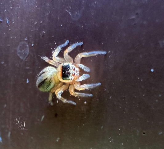 White Garland House Hopper (Maratus Scutulatus)