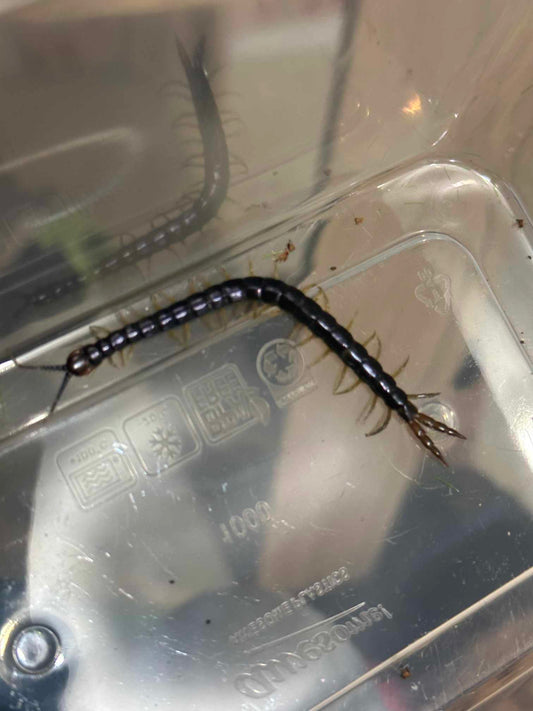 Westwood’s Green Centipede (Cormocephalus westwoodi)