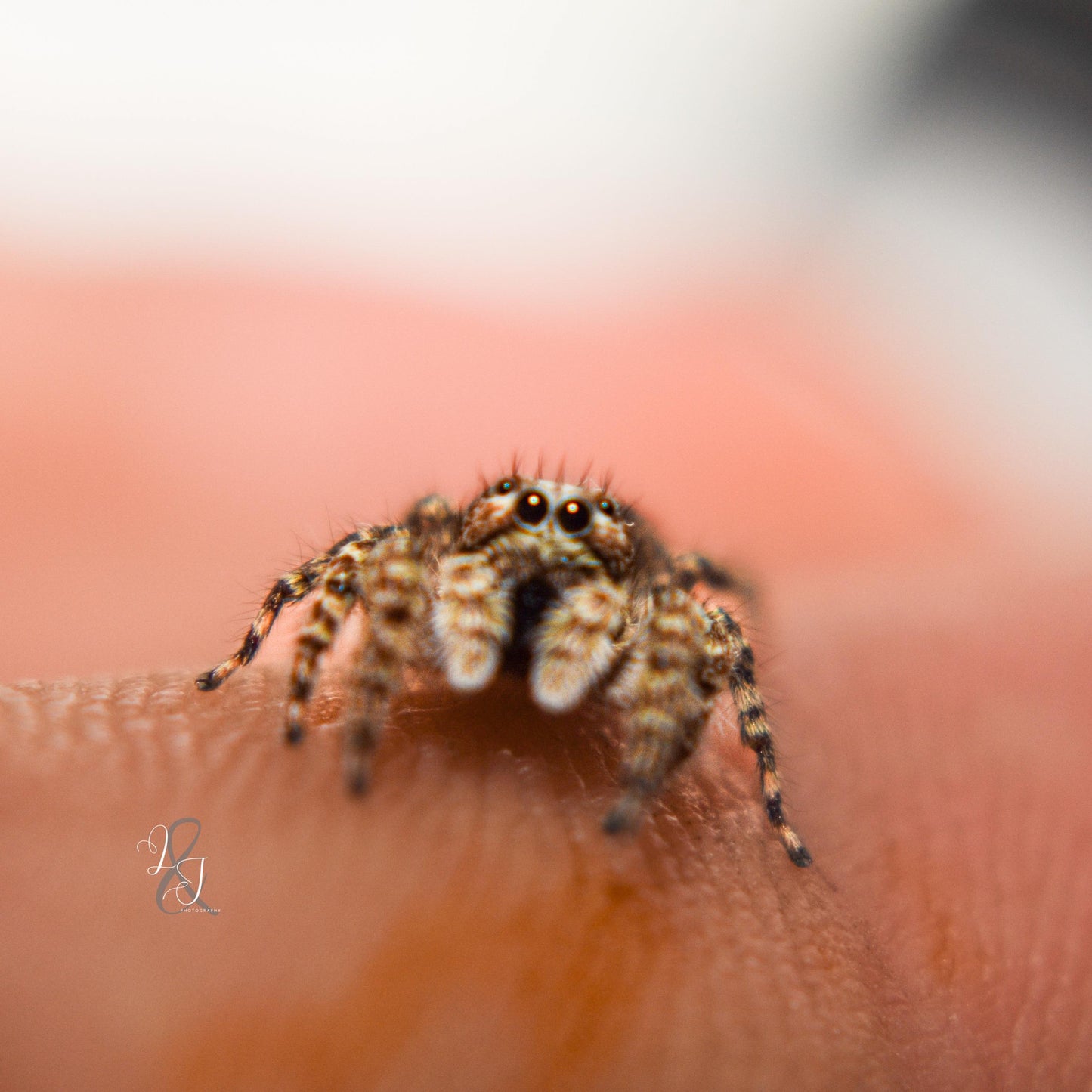 Angry-Faced Jumping Spider (Clynotis Severus)