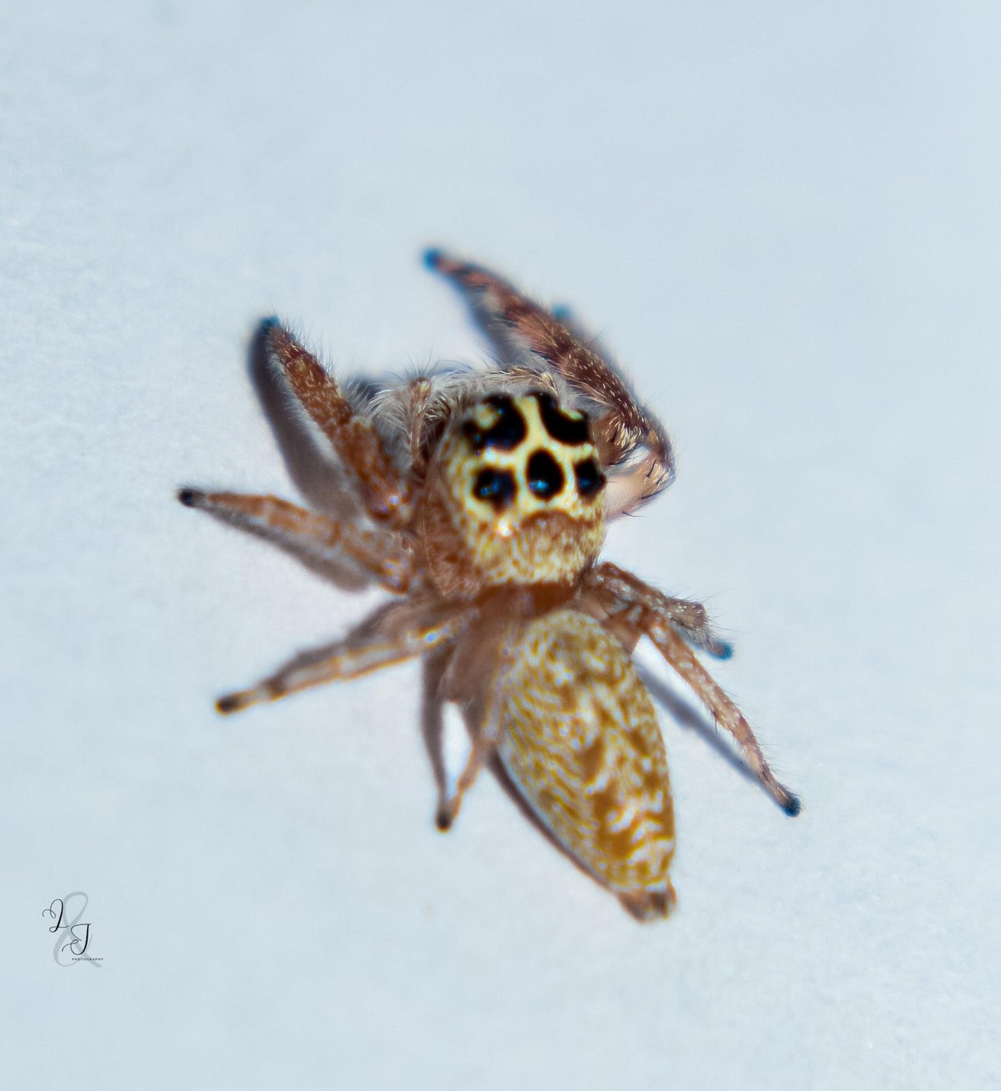 Garden Jumping Spider (Opisthoncus sp.)