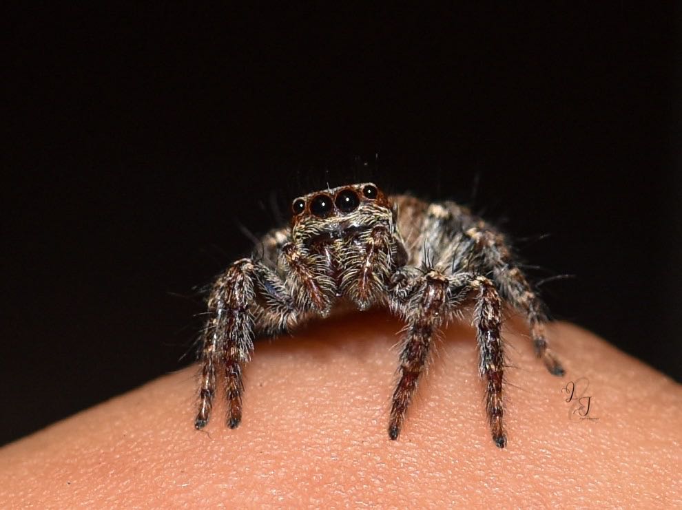 Giant Bark Jumping Spider (Servaea incana)