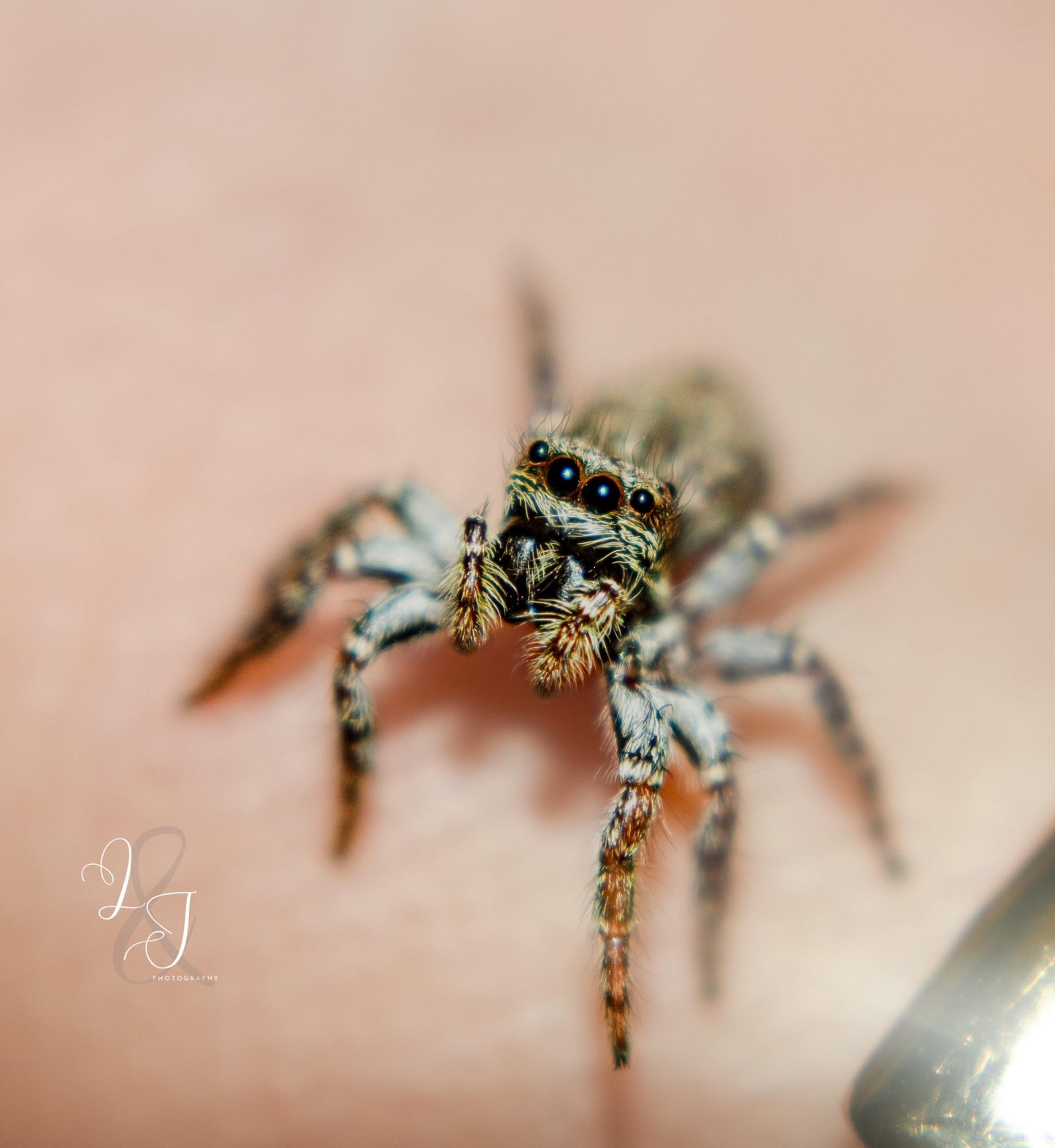 Giant Bark Jumping Spider (Servaea incana)