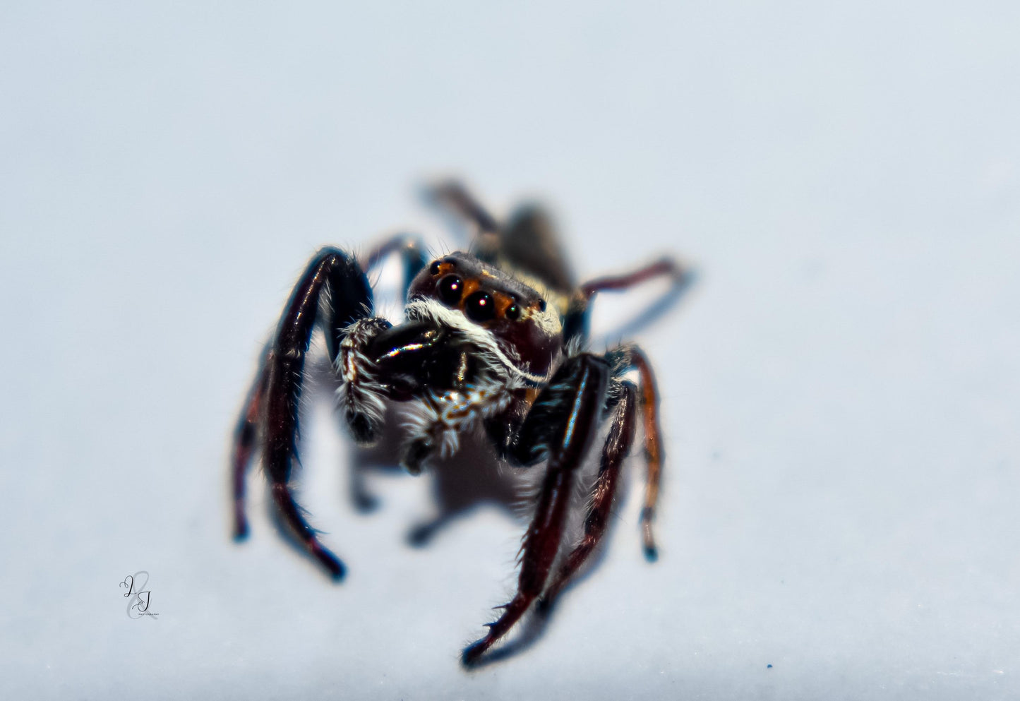 Dark Jumping Spider (Opisthoncus sp.)