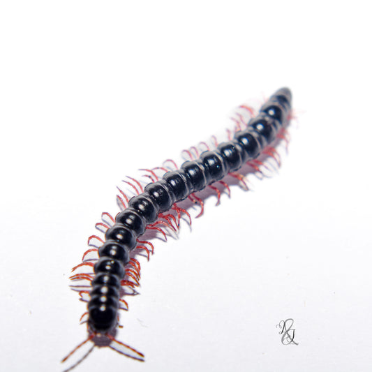 Red-legged millipede (Heterocladosoma bifalcatum)