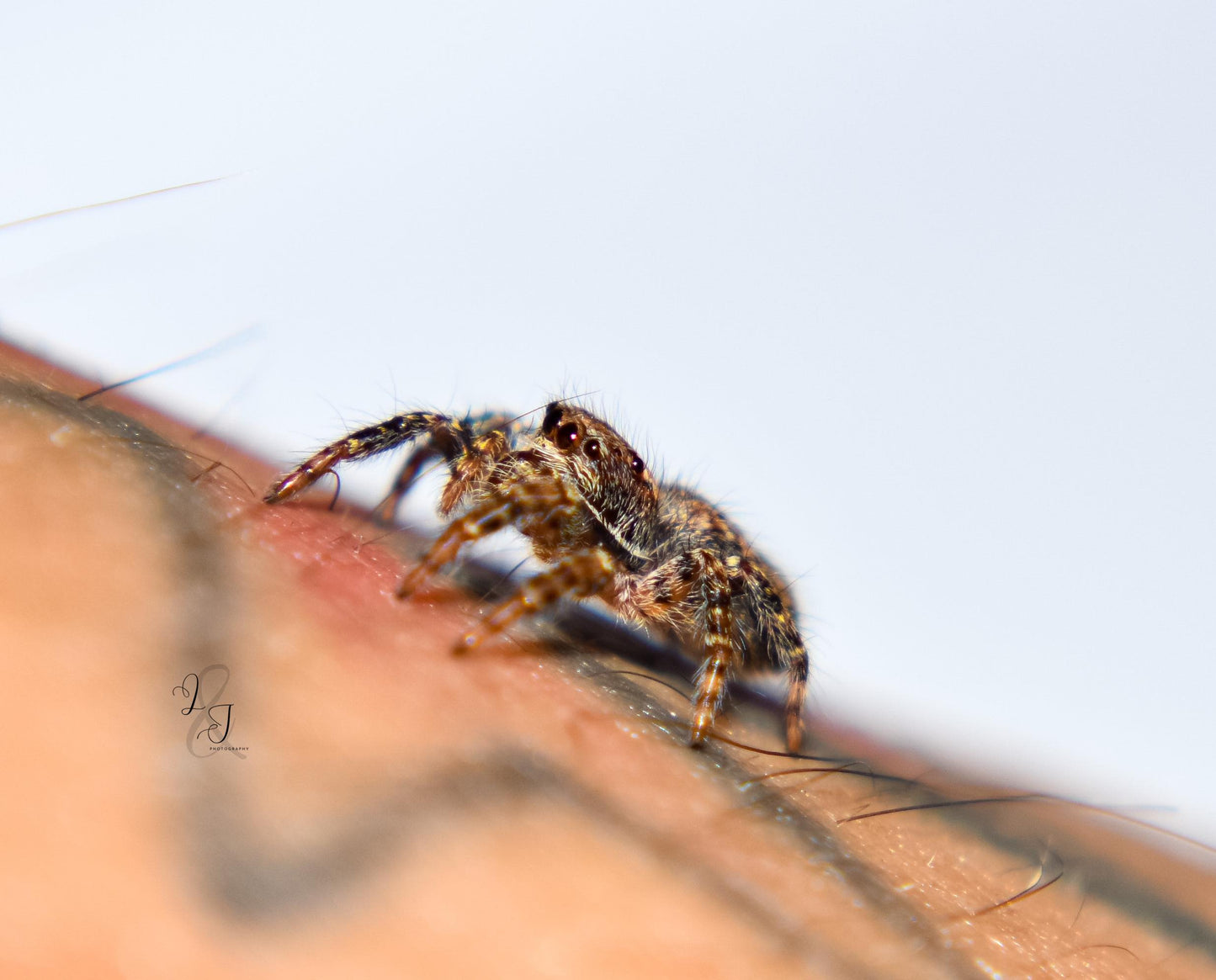 Giant Bark Jumping Spider (Servaea incana)