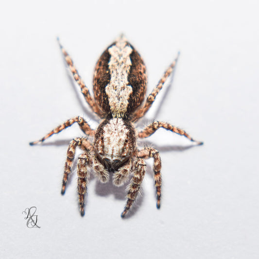 Angry-Faced Jumping Spider (Clynotis Severus)