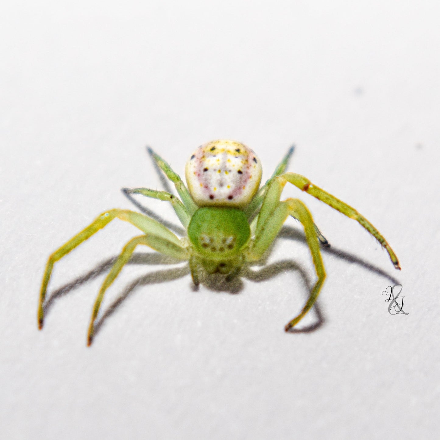 Flower Crab Spider (Tharrhalea sp.)