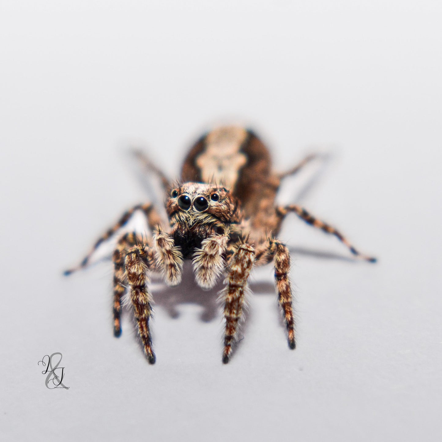 Angry-Faced Jumping Spider (Clynotis Severus)