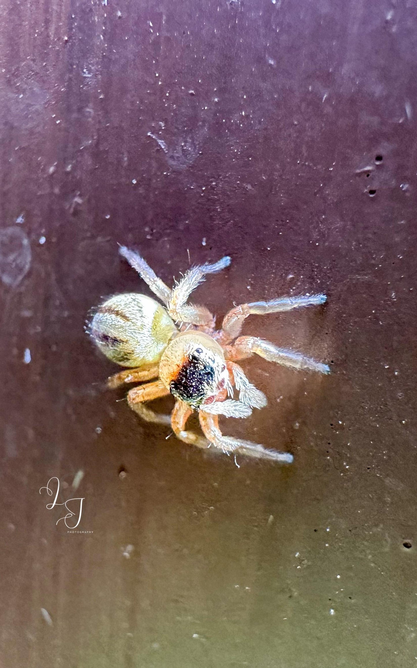 White Garland House Hopper (Maratus Scutulatus)