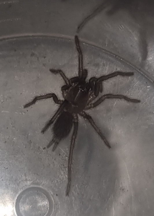 Brush Tarantula (Coremiocnemis tropix)