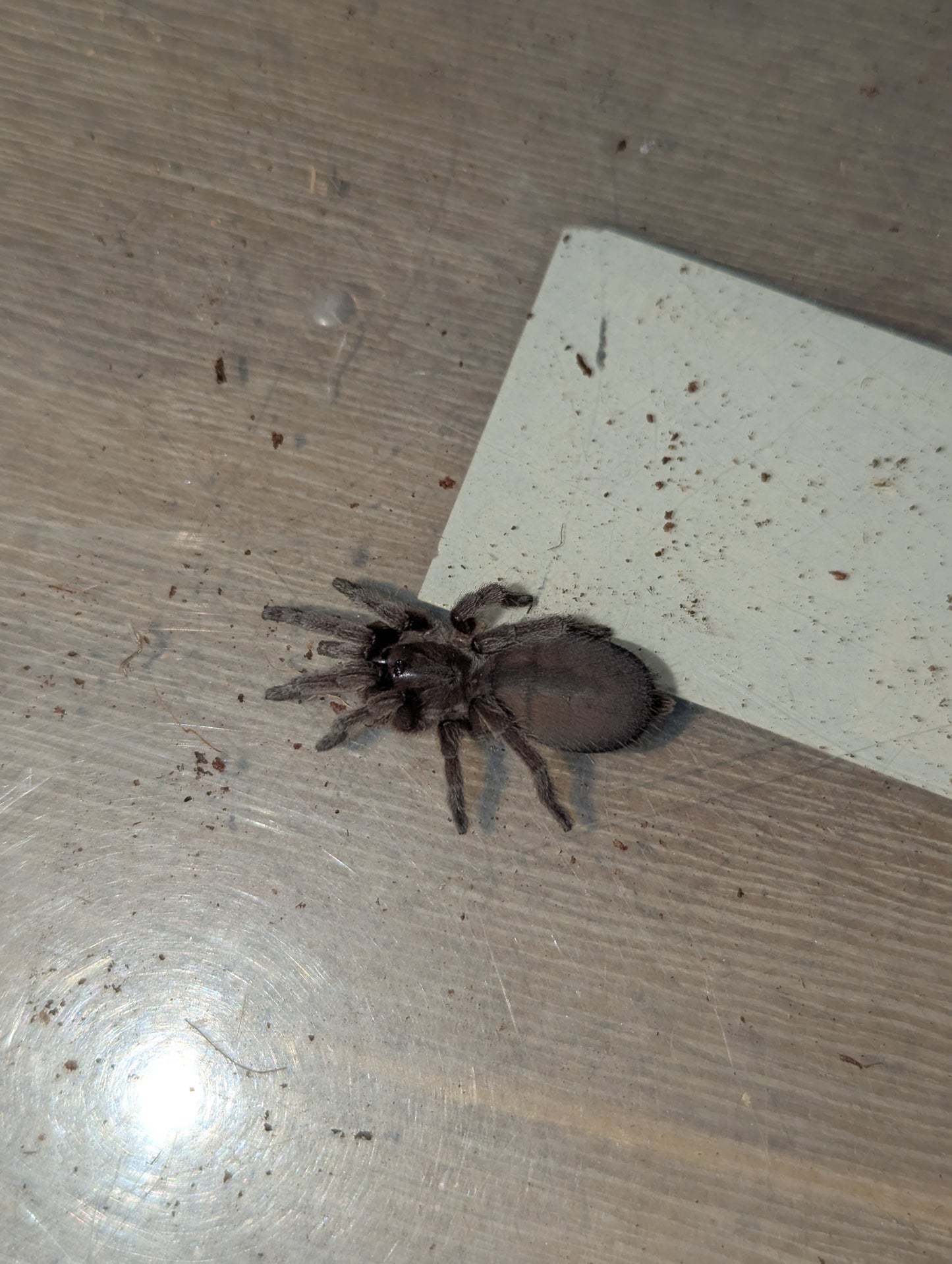 Feather-legged tarantula (Selenotypus sp. Nebo)